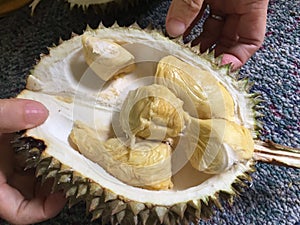 Asian Fresh Tropical Fruits Smell Malaysia Penang Durian Farm Plantation All You Can Eat Exotic Malay Durians Harvest Buffet Party