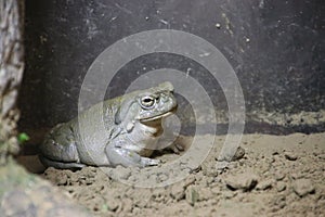 Asian Frog in captivity in the Rotterdam Blijdorp Zoo in the Netherlands. photo