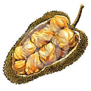 Asian fruit-buah cempedak fruit, artocarpus Integer, object isolated, watercolor illustration on white photo