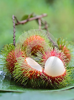 Asian fruit rambutan
