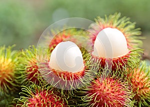 Asian fruit rambutan