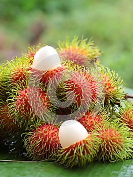 Asian fruit rambutan