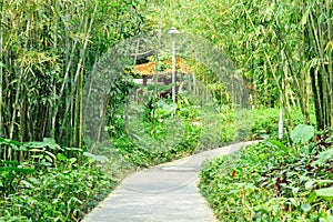 Asian garden