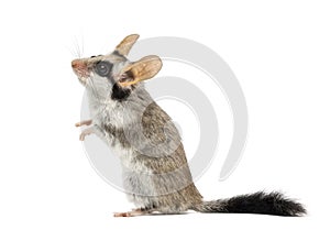 Asian garden dormouse on hind legs (Eliomys melanurus) isolated