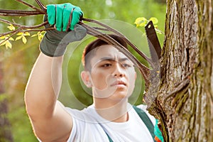 Asian gardener cropping branch