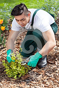 Asian gardener cropping a plant