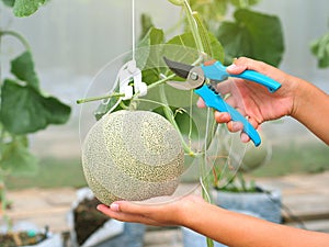 Asian gardener harvesting melon fruit in greenhouse farm