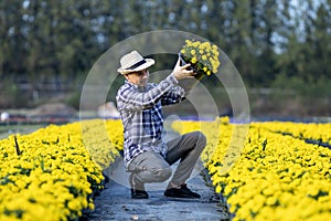 Asian gardener is inspecting the health and pest control of yellow marigold pot while working in his rural field farm for