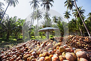 Asian gardener peeling coconut husk