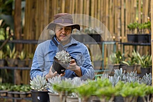 Asian gardener is working inside the propagation shelf table at nursery garden center for succulent native and exotic plant grower