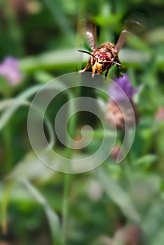 Asian giant hornet. Murder hornets. One vespa mandarinia in spring. photo