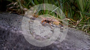 Asian giant hornet. Murder hornets. One vespa mandarinia in spring in Lausanne, Switzerland.