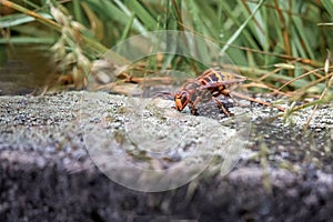Asian giant hornet. Murder hornets. One vespa mandarinia in spring. photo
