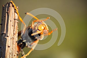 Asian giant hornet photo