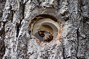 Asian giant hornet guards at the nest entrance photo