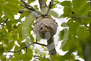 Asian giant hornets nest atop a walnut tree photo