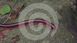 Asian Giant Millipede, Asian Red Millipede crawling on dry leaves ground at tropical rainforest jungle. Class Myriapoda