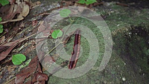 Asian Giant Millipede or Asian Red Millipede crawling on the dry leaves ground at the tropical rainforest jungle. Class Myriapoda