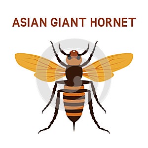 Asian giant Murder Hornet insect