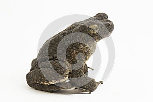 Asian giant toad Phrynoidis asper  on white background