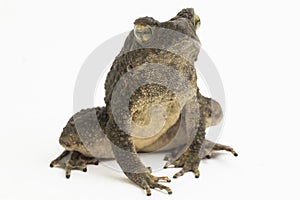 Asian giant toad Phrynoidis asper  on white background