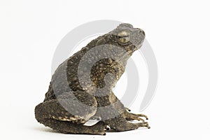 Asian giant toad Phrynoidis asper  on white background