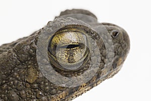 Asian giant toad Phrynoidis asper  on white background