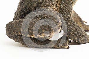 Asian giant toad Phrynoidis asper  on white background