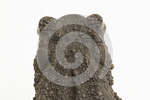 Asian giant toad Phrynoidis asper  on white background