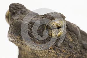 Asian giant toad Phrynoidis asper  on white background