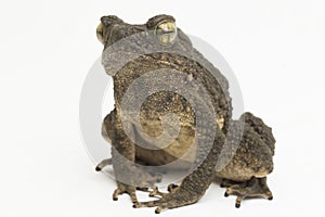 Asian giant toad Phrynoidis asper  on white background