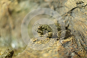 Asian Giant Toad on a rock