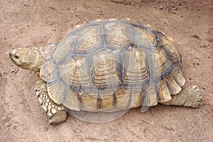 Asian giant tortoise