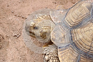 Asian giant tortoise