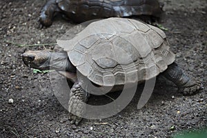 Asian giant tortoise Manouria emys