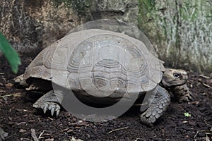 Asian giant tortoise Manouria emys photo