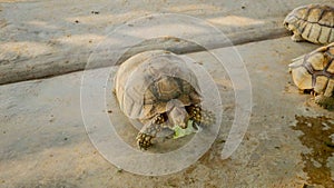 Asian giant turtle with hard shell eating food, vegetables isolated