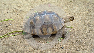 Asian giant turtle with hard shell eating food, vegetables isolated on sand ground in zoo park. Wildlife amphibians animal in