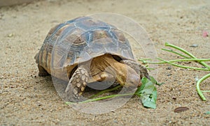 Asian giant turtle with hard shell eating food, vegetables isolated on sand ground in zoo park. Wildlife amphibians animal in