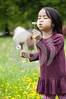 Asian girl blowing on sonchus photo