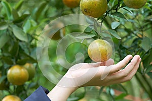 Asian girl hand is harvesting orange from the orange garden in a new sweet pine plantation on a high altitude. as background Healt