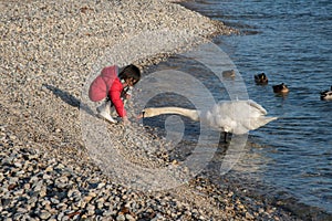 Asian girl playing with swan, Neuchatel town in Winter, Switzerland, Europe