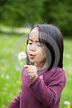 Asian girl with sonchus photo