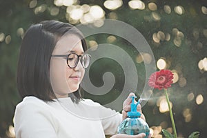 Asian girl watering a red gerbera