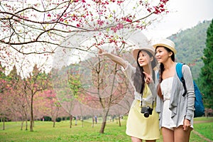 Asian girls sightseeing cherry blossom