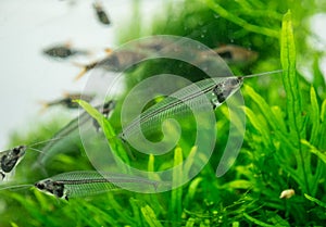 The asian glass catfish in an aquarium