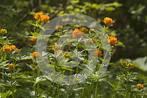 Asian globeflower Trollius asiaticus