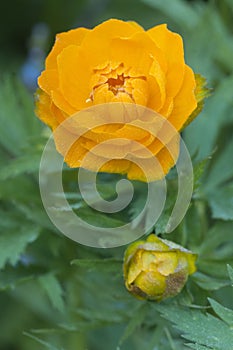 Asian globeflower (Trollius asiaticus) close up