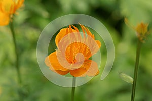 Asian globeflower, Trollius asiaticus