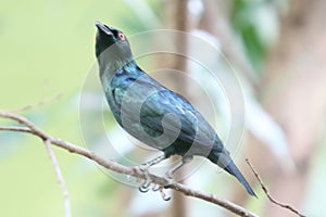 Asian glossy starling   Aplonis panayensis